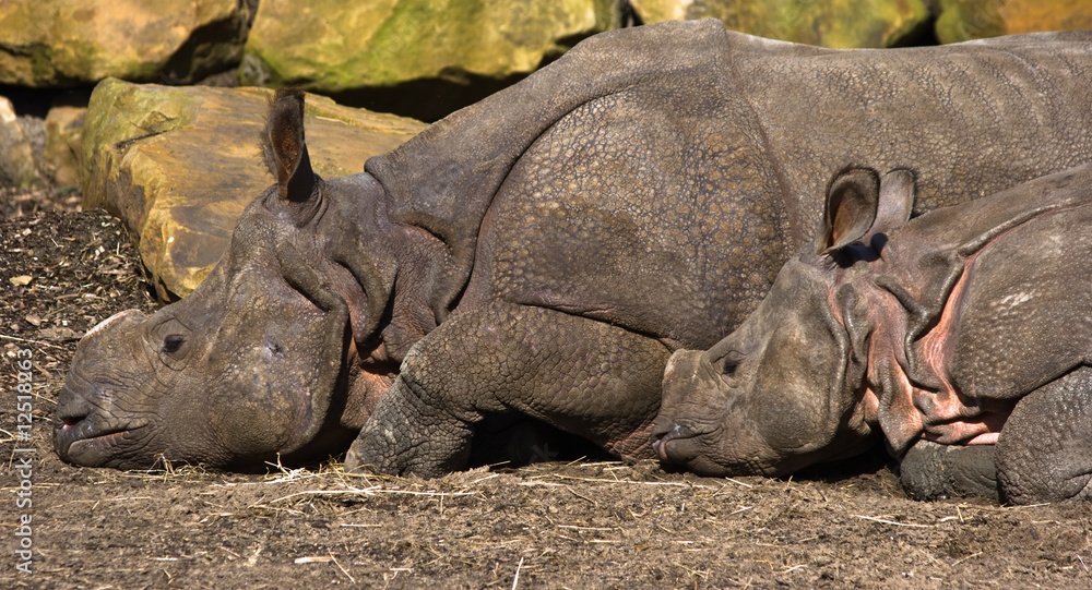 Fototapeta premium Indian Rhinoceros-mother and kid