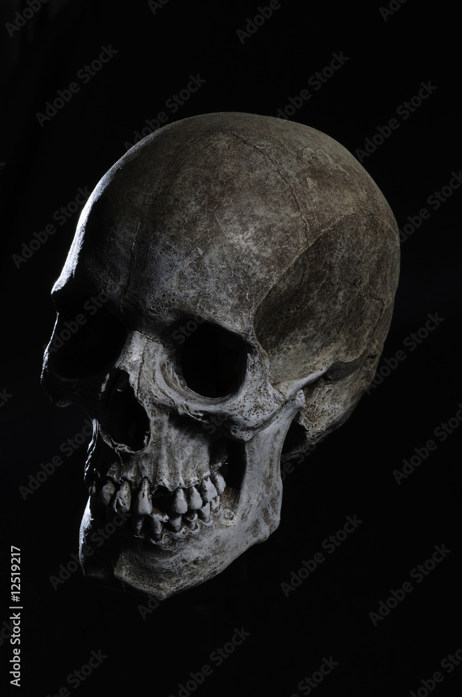 Human Skull Human Skull