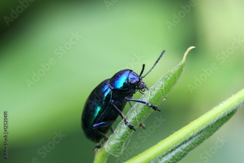 Dark blue beetle