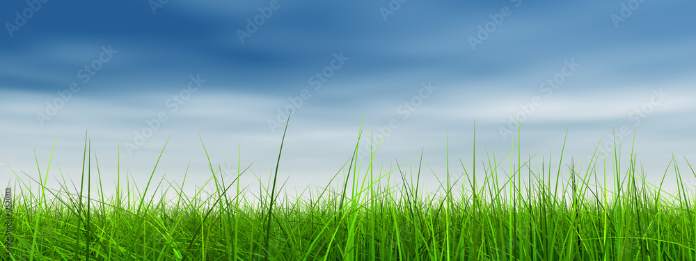 Obraz premium green grass over a blue sky with white clouds as background