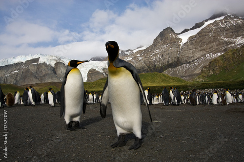 K  nigspinguine auf S  dgeorgien