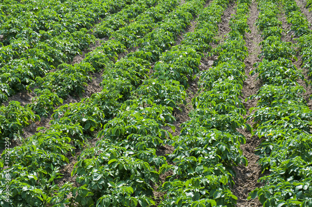 Potato field Potato field