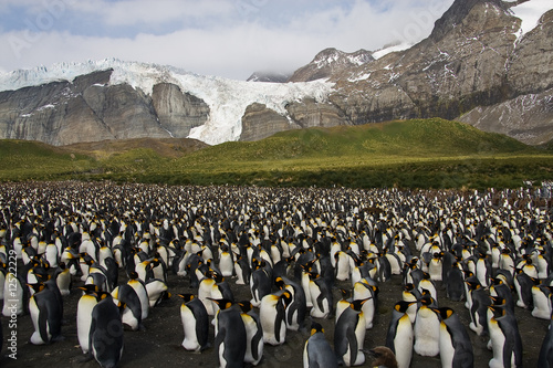 Pinguinkolonie in Südgeorgien