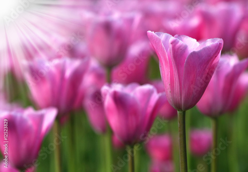 Pink tulips at sunrise
