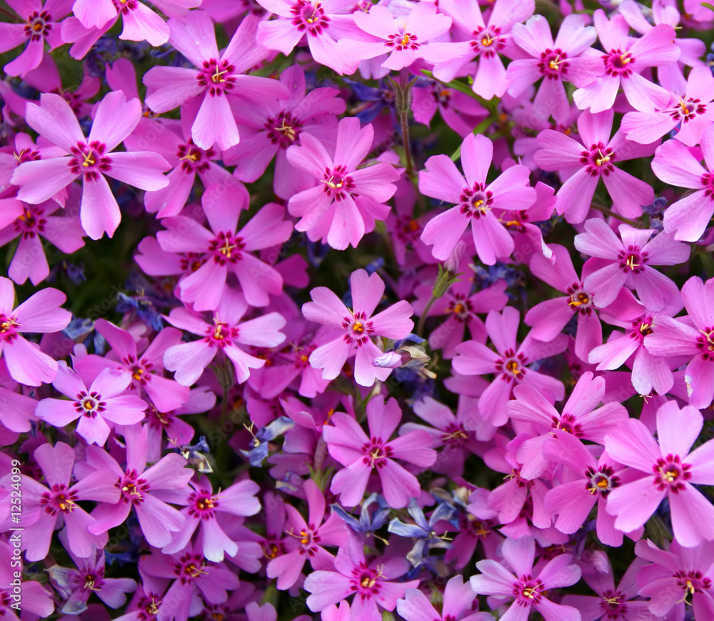 Naklejka premium Small pink flowers background