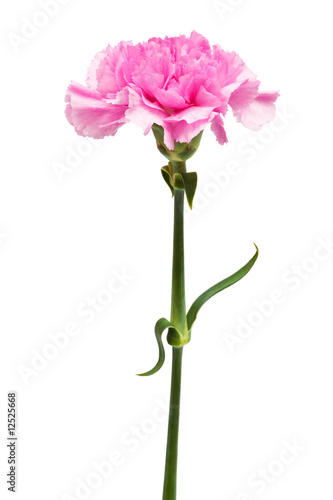 Obraz na plátně Beautiful pink flower