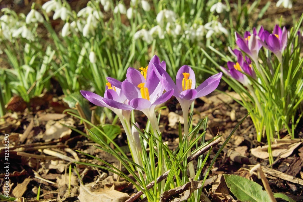 Frühling Frühling