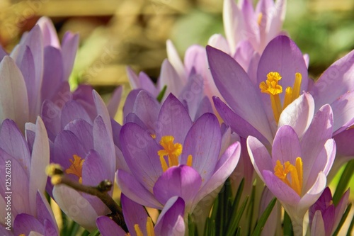 Crocus