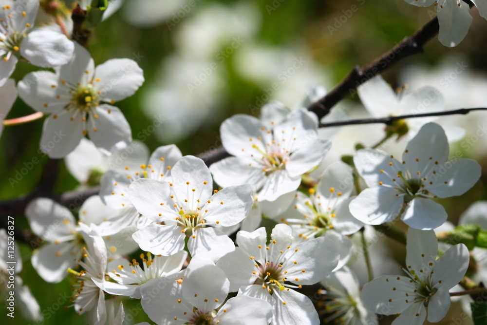 cherry blossoms