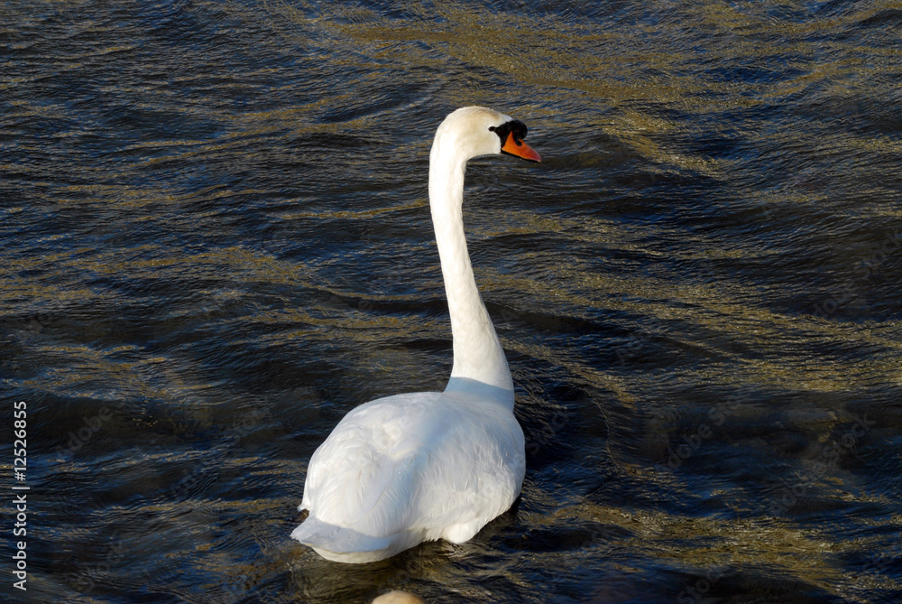 Fototapeta premium cigno 2