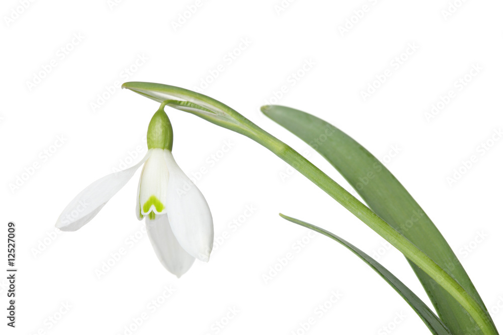 Obraz premium A snowdrop isolated on a white background