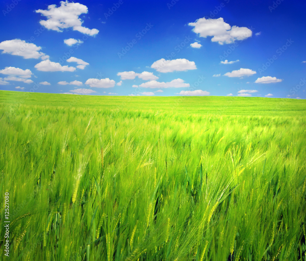 Fototapeta premium Green field