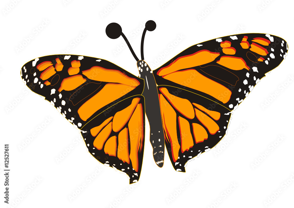 Fototapeta premium butterfly