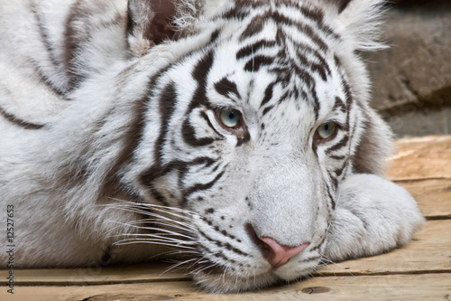 White tiger