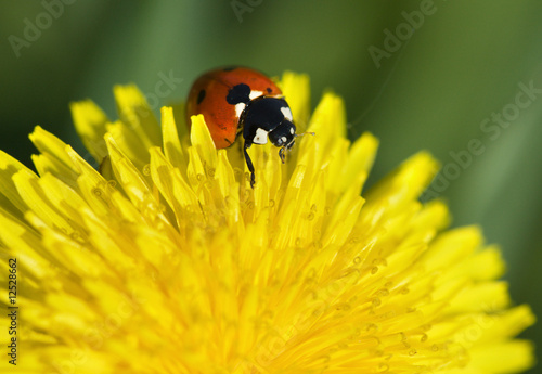 Ladybug on yellow dandelion