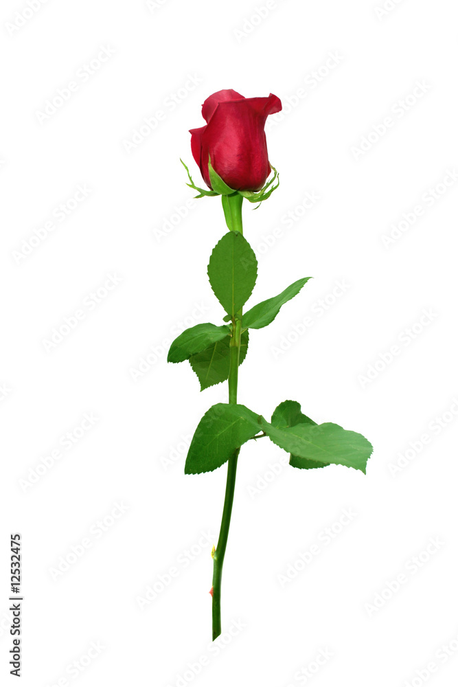 Fototapeta premium Red rose.