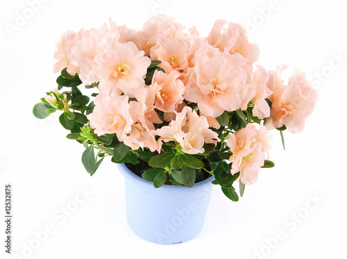 Wallpaper Mural Azalea Torontodigital.ca