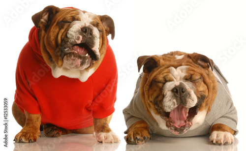 two bulldogs laughing hysterically