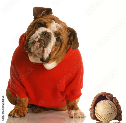 sports hound - english bulldog with baseball and glove
