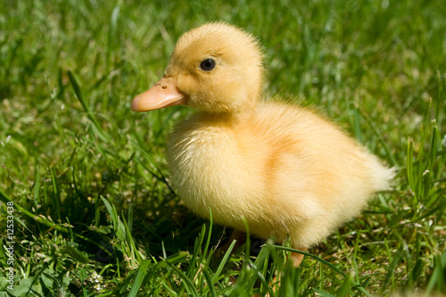 Cute little duckling