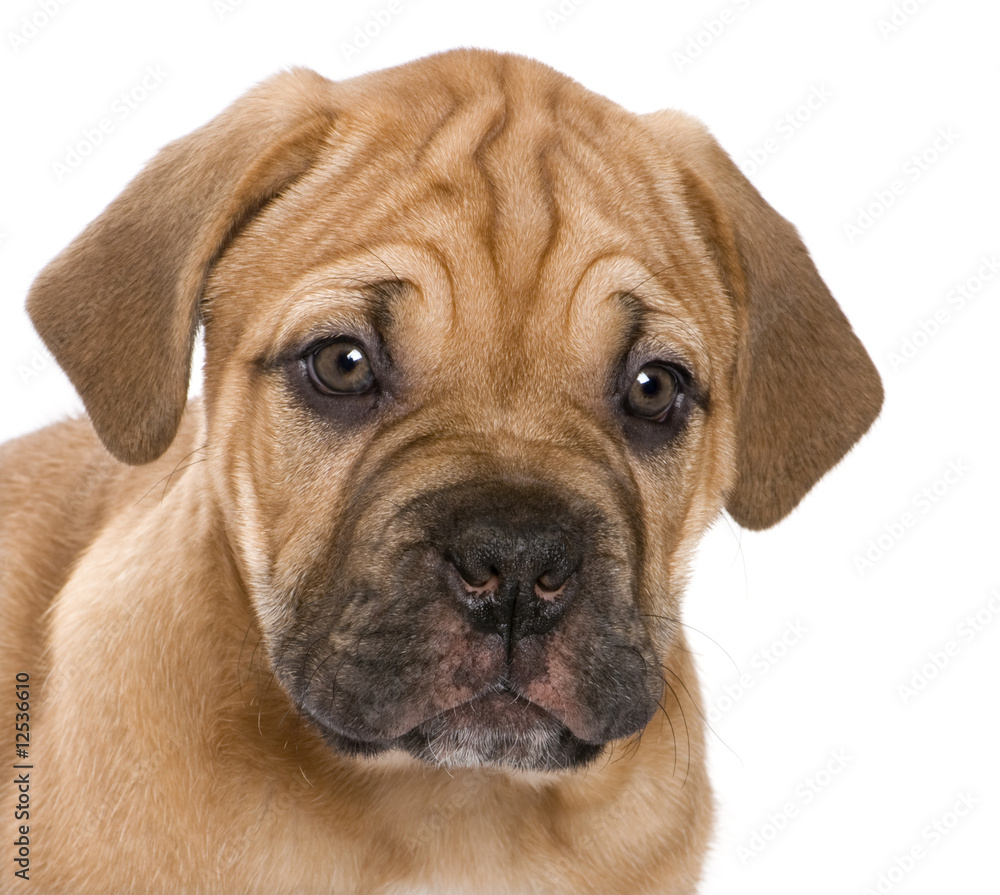 Dogue de Bordeaux puppy (2 months) Dogue de Bordeaux puppy (2 months)