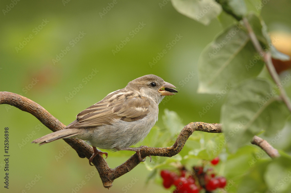 Spatz im Johannisbeerstrauch 2.1 Spatz im Johannisbeerstrauch 2.1