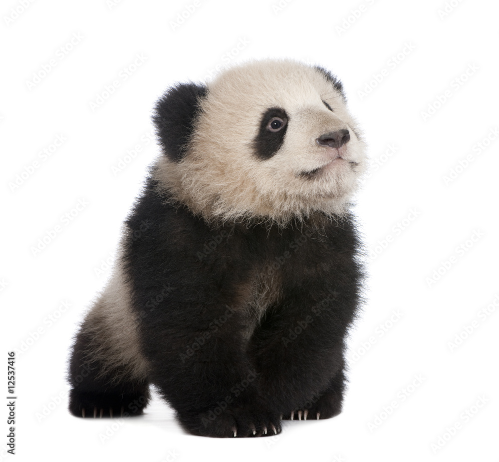Naklejka premium Giant Panda (6 miesięcy)