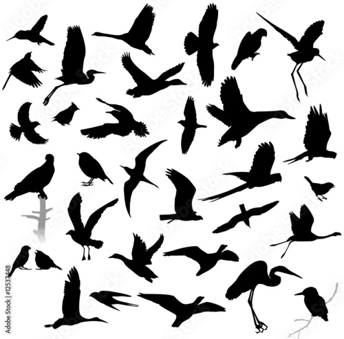 Silhouettes of birds photo