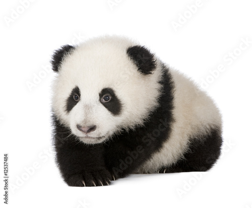 Giant Panda (6 months)