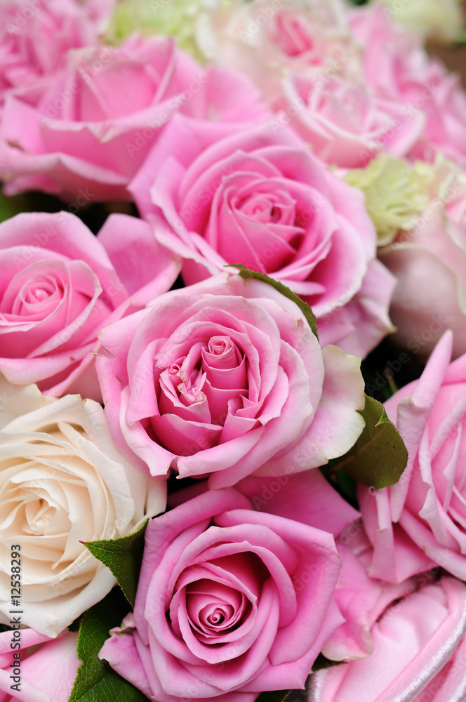 Obraz premium Pink roses closeup