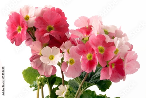pink flowers of primula