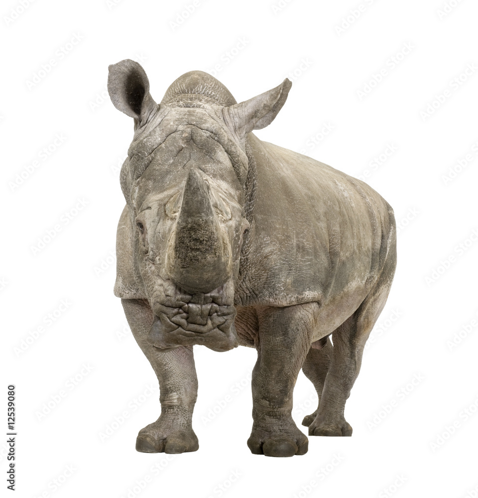 Obraz premium White Rhinoceros - Ceratotherium simum ( +/- 10 years)