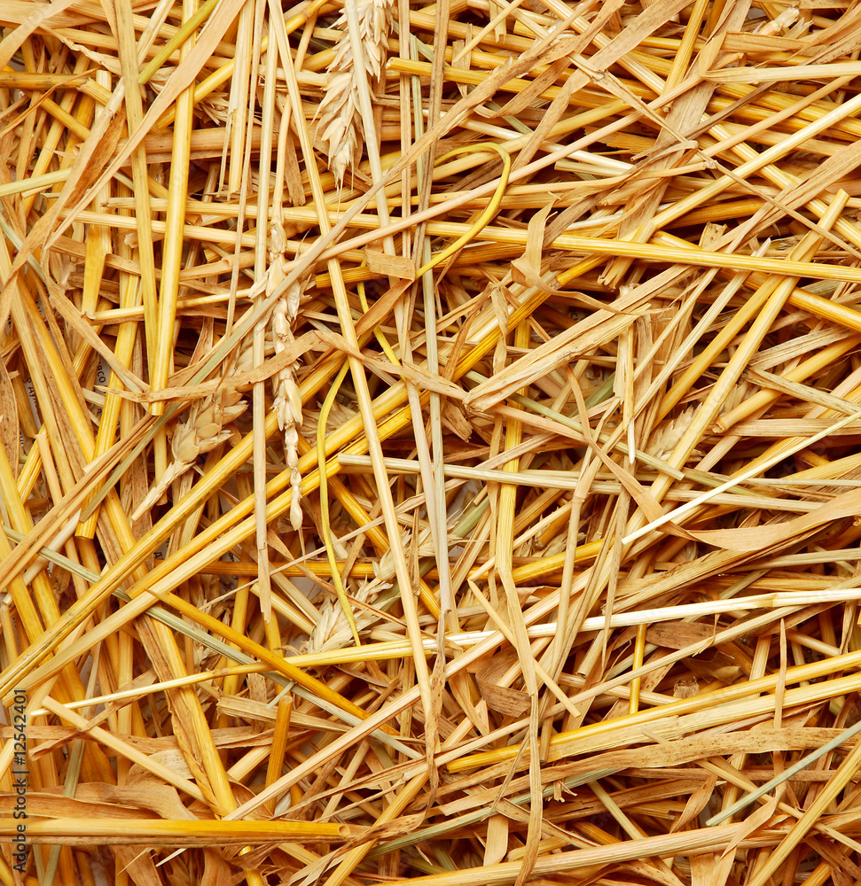 Background from stalks the wheat Background from stalks the wheat