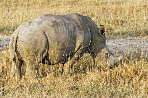 White rhino