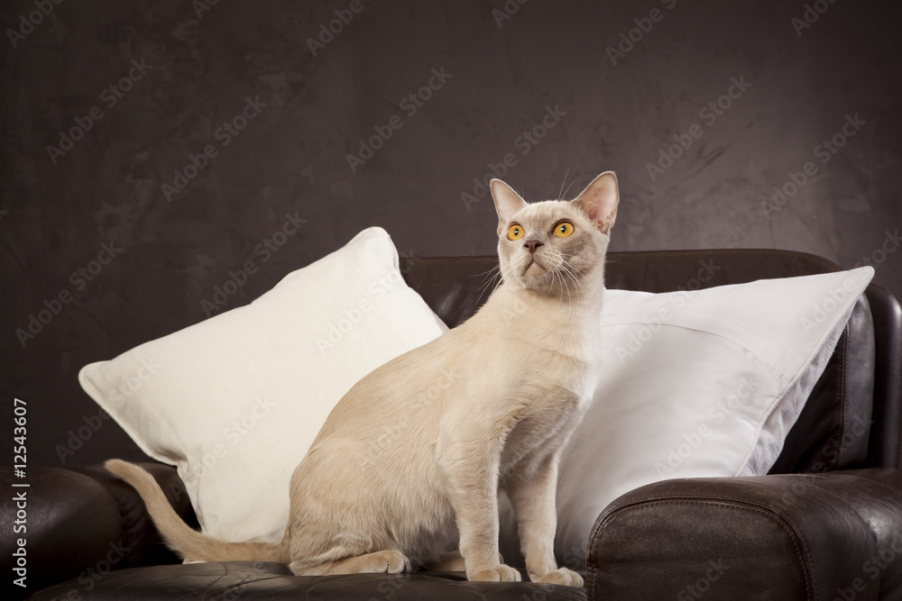White cat on the couch