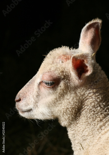 agneau,agneaux,brebis,mouton,moutons,lambs,lamb