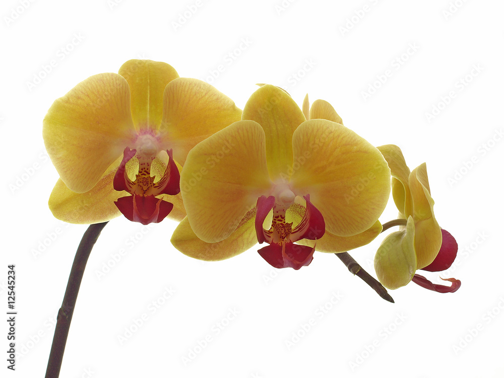 Naklejka premium Orchid Phalaenopsis