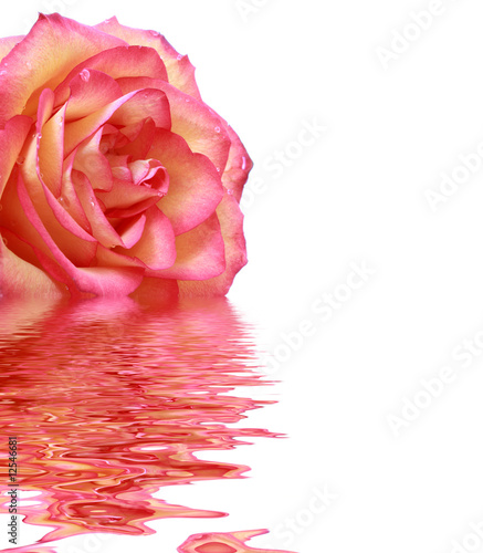Bright pink rose with reflection