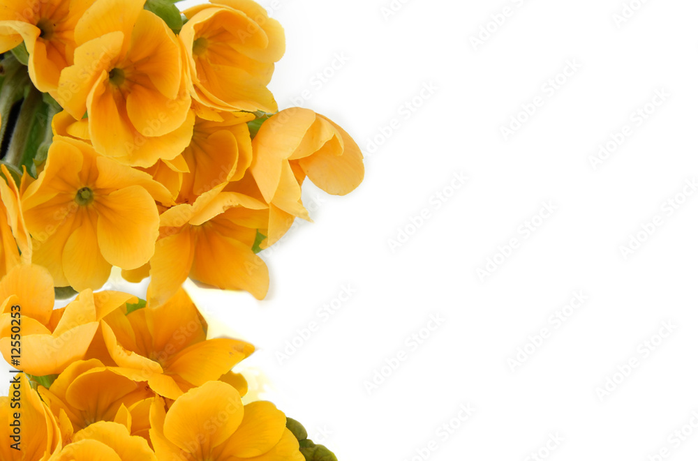 Obraz premium Spring flowers