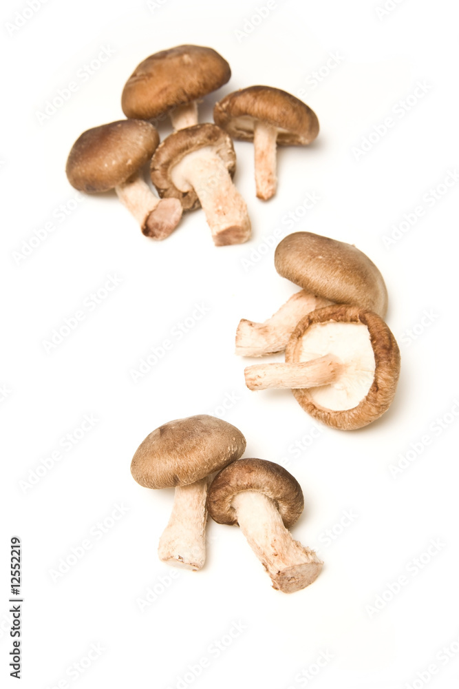 Shitake mushrooms isolated on a white studio background. Shitake mushrooms isolated on a white studio background.