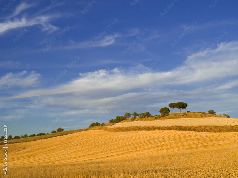 Wheat fields at sunset