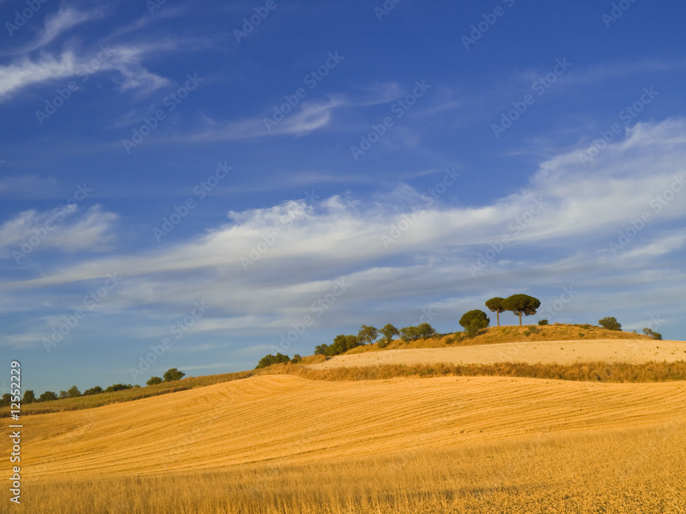 Wheat fields at sunset Wheat fields at sunset