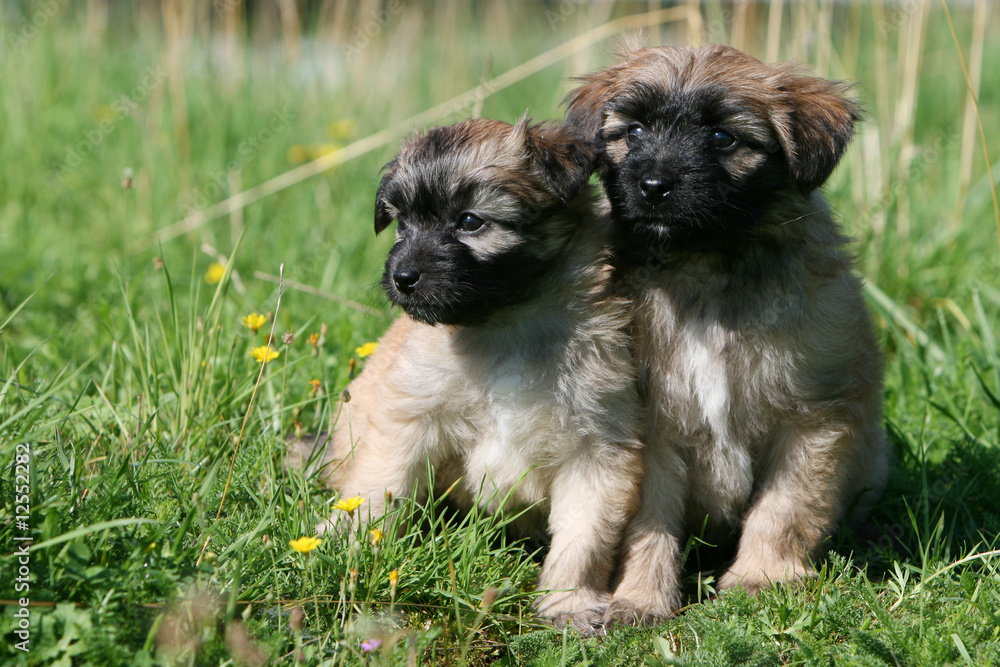 deux chiots berger des pyrénées serrés l'un contre l'autre
