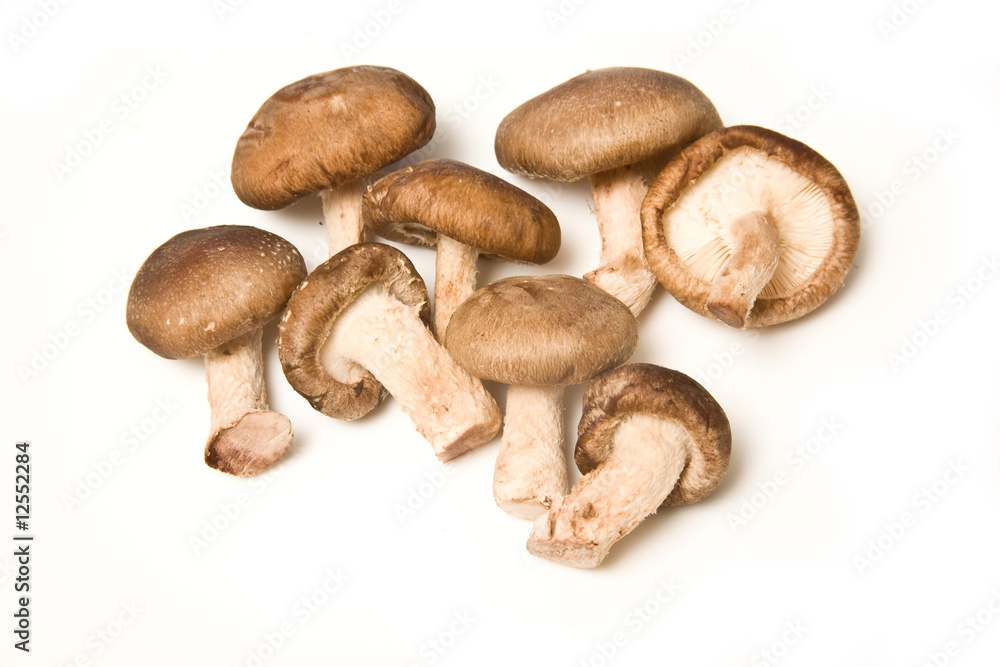 Shitake mushrooms isolated on a white studio background. Shitake mushrooms isolated on a white studio background.
