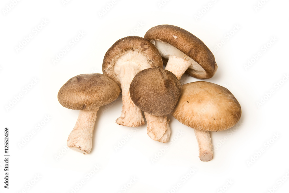 Shitake mushrooms isolated on a white studio background. Shitake mushrooms isolated on a white studio background.