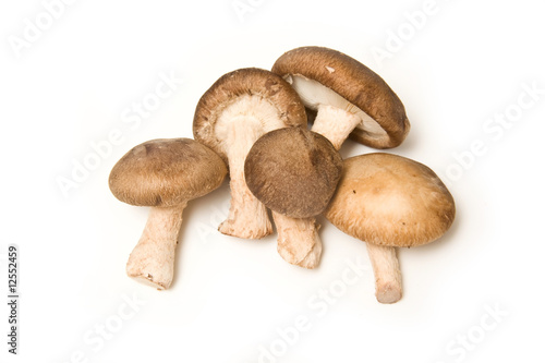 Shitake mushrooms isolated on a white studio background.