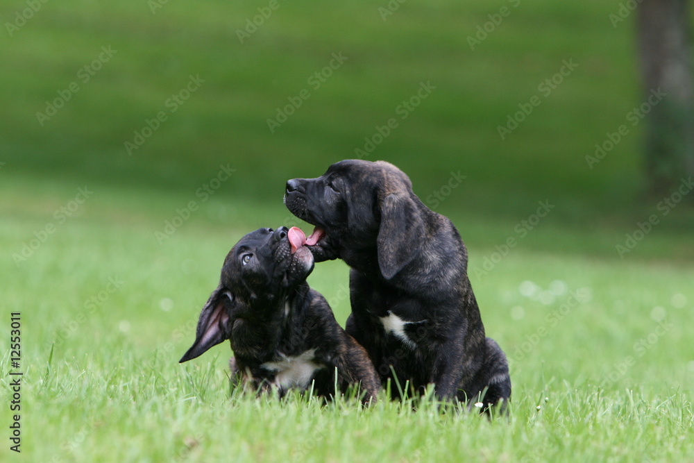 deux jeunes cane corso allongés dans l'herbe qui se lèche