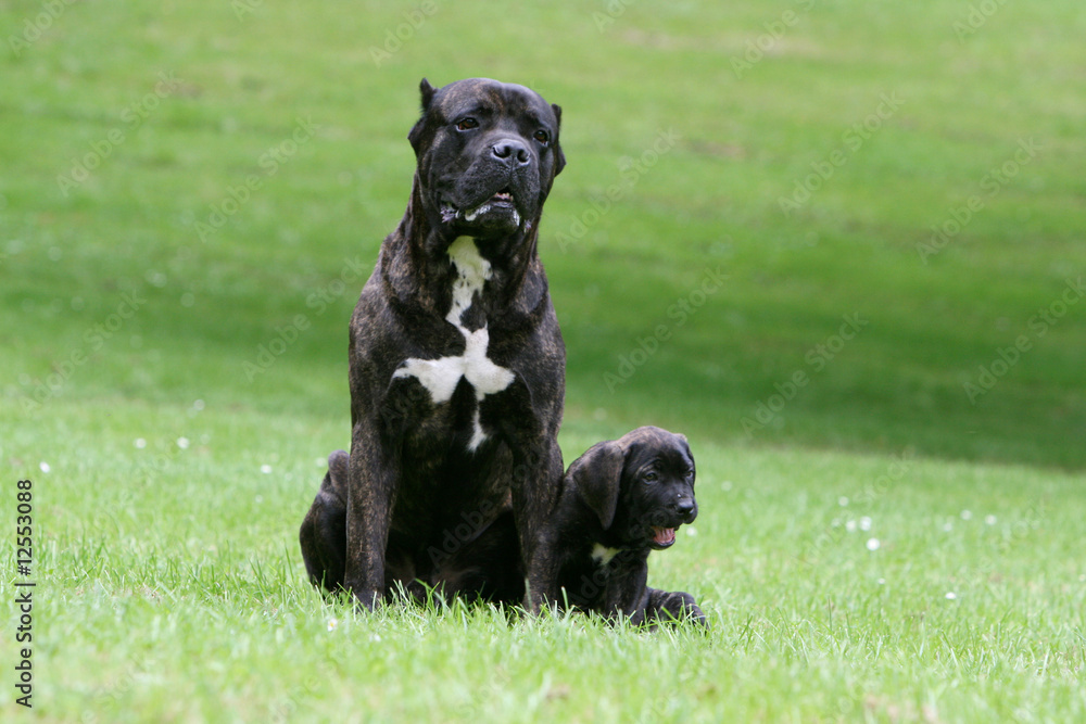 le grand cane corso assis et son tout petit chiot à ses cotés le grand cane corso assis et son tout petit chiot à ses cotés