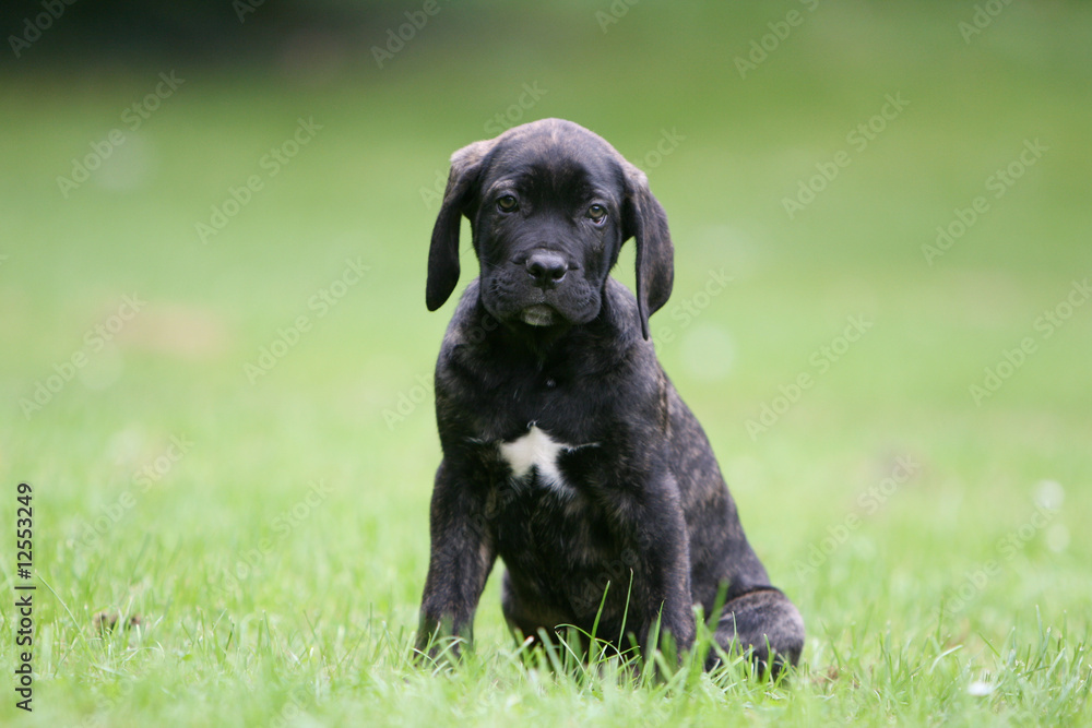 chiot cane corso assis seul dans l'herbe vu de face chiot cane corso assis seul dans l'herbe vu de face