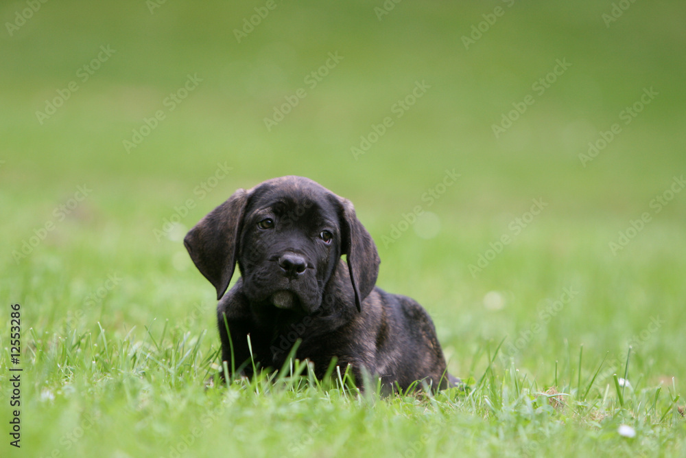 adorable chiot cane corso allongé dans l'herbe en ete adorable chiot cane corso allongé dans l'herbe en ete